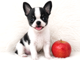 Xxs Wc Eği̇ti̇mli̇ Apple Face Mi̇ni̇ Yavrular