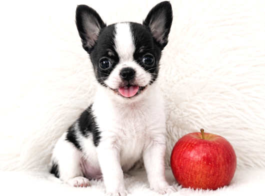 Xxs Wc Eği̇ti̇mli̇ Apple Face Mi̇ni̇ Yavrular