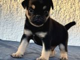 Egzoti̇k Renk Pug Mops Begeği̇mi̇z