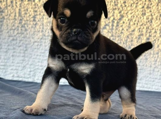 Egzoti̇k Renk Pug Mops Begeği̇mi̇z görsel