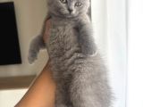 Blue Ayı Surat Harika Bebekler