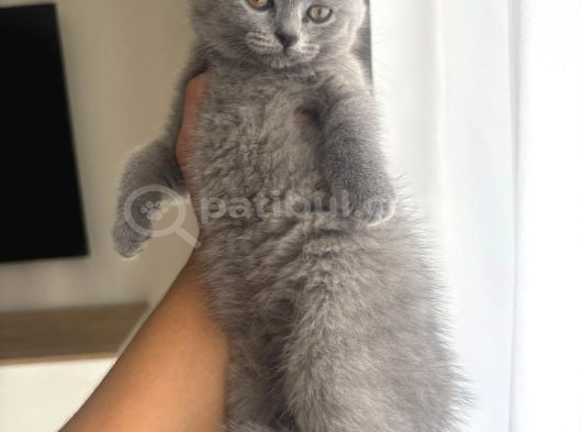 Blue Ayı Surat Harika Bebekler görsel