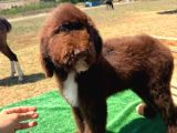 Labradoodle