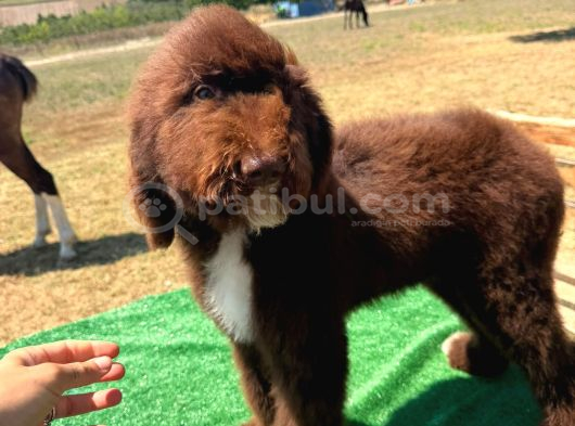 Labradoodle görsel