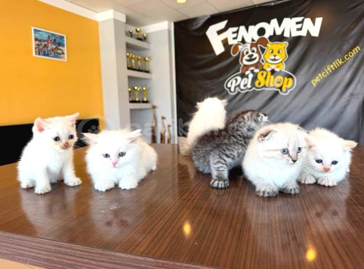 10 Yeni̇ British Shorthair Yavrular Ankara Mağazamizda Görün görsel