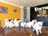 10 Yeni̇ British Shorthair Yavrular Ankara Mağazamizda Görün