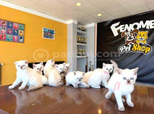 10 Yeni̇ British Shorthair Yavrular Ankara Mağazamizda Görün görsel