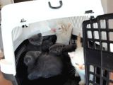 10 Yeni̇ British Shorthair Yavrular Ankara Mağazamizda Görün