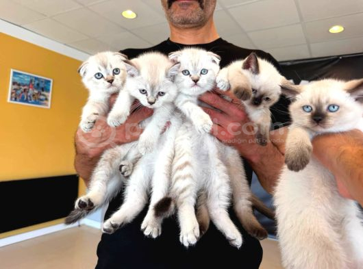 10 Yeni̇ British Shorthair Yavrular Ankara Mağazamizda Görün görsel