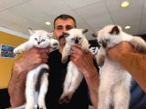 10 Yeni̇ British Shorthair Yavrular Ankara Mağazamizda Görün