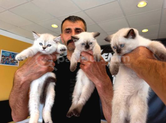 10 Yeni̇ British Shorthair Yavrular Ankara Mağazamizda Görün görsel