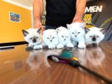 10 Yeni̇ British Shorthair Yavrular Ankara Mağazamizda Görün