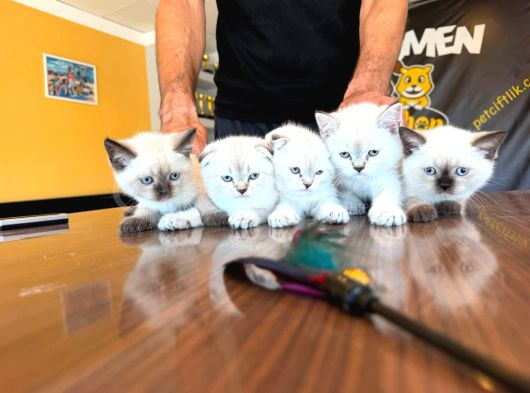 10 Yeni̇ British Shorthair Yavrular Ankara Mağazamizda Görün görsel