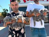 10 Yeni̇ British Shorthair Yavrular Ankara Mağazamizda Görün