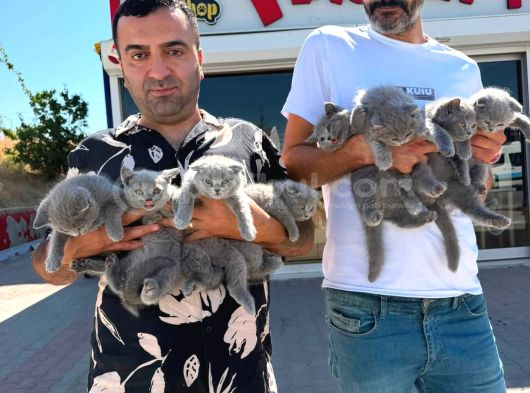 10 Yeni̇ British Shorthair Yavrular Ankara Mağazamizda Görün görsel