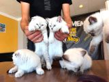 10 Yeni̇ British Shorthair Yavrular Ankara Mağazamizda Görün