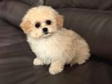 Malti̇poo Ci̇nsi̇ Yavrular Ev Üreti̇mi̇