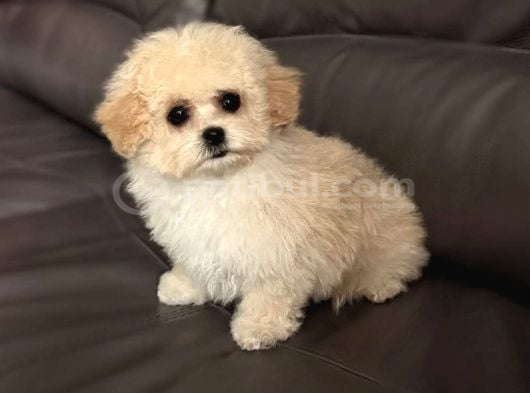 Malti̇poo Ci̇nsi̇ Yavrular Ev Üreti̇mi̇ görsel