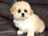 Malti̇poo Ci̇nsi̇ Yavrular Ev Üreti̇mi̇