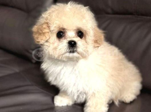 Malti̇poo Ci̇nsi̇ Yavrular Ev Üreti̇mi̇ görsel