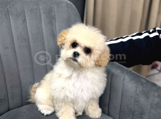 Malti̇poo Ci̇nsi̇ Yavrular Ev Üreti̇mi̇ görsel
