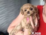 Malti̇poo Ci̇nsi̇ Yavrular Ev Üreti̇mi̇