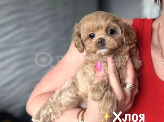 Malti̇poo Ci̇nsi̇ Yavrular Ev Üreti̇mi̇