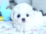 Maltese Terri̇er Ci̇nsi̇ Yavrular