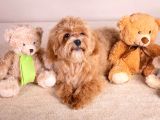 Toy Poodle Sevi̇mli̇ Yavrular Ev Üreti̇mi̇
