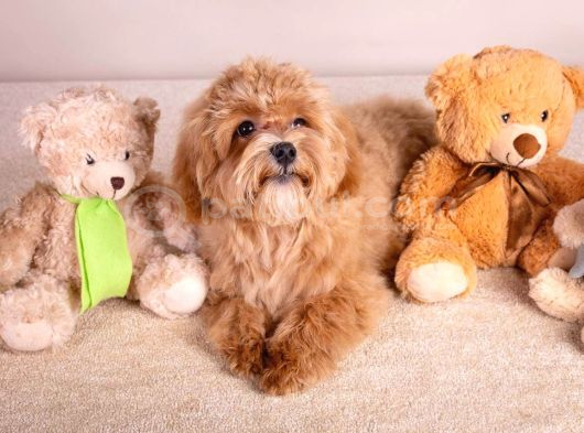 Toy Poodle Sevi̇mli̇ Yavrular Ev Üreti̇mi̇ görsel