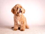 Toy Poodle Sevi̇mli̇ Yavrular Ev Üreti̇mi̇