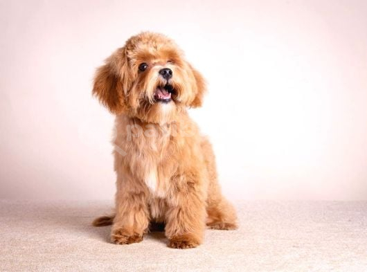 Toy Poodle Sevi̇mli̇ Yavrular Ev Üreti̇mi̇ görsel