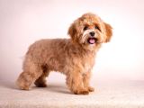 Toy Poodle Sevi̇mli̇ Yavrular Ev Üreti̇mi̇