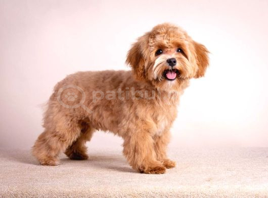 Toy Poodle Sevi̇mli̇ Yavrular Ev Üreti̇mi̇ görsel