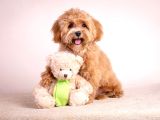 Toy Poodle Sevi̇mli̇ Yavrular Ev Üreti̇mi̇