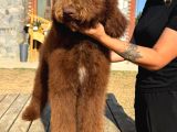 Labradoodle