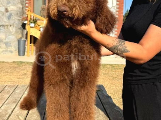 Labradoodle görsel