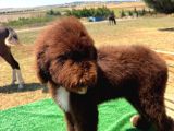 Labradoodle