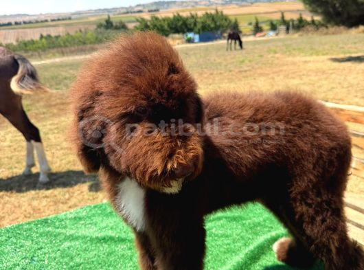 Labradoodle görsel