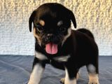 EGZOTİK RENK PUG MOPS BEGEĞİMİZ