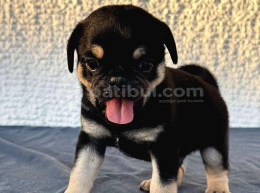 Egzoti̇k Renk Pug Mops Begeği̇mi̇z