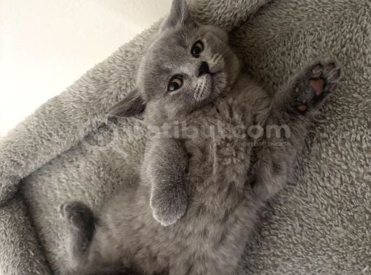 Blue Ayı Surat Harika Bebekler görsel