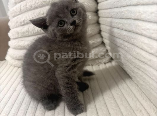 Blue Ayı Surat Harika Bebekler