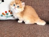 Efsane Güzellikler Izmirde