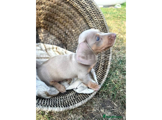 Çi̇ftli̇ği̇mi̇zden Özel Dacshund Bebekler Garanti̇ görsel