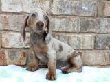 Çi̇ftli̇ği̇mi̇zden Özel Dacshund Bebekler Garanti̇