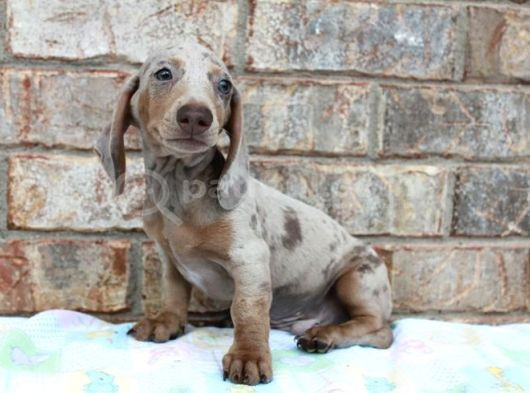 Çi̇ftli̇ği̇mi̇zden Özel Dacshund Bebekler Garanti̇ görsel