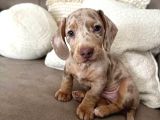 ÇİFTLİĞİMİZDEN ÖZEL DACSHUND BEBEKLER GARANTİ