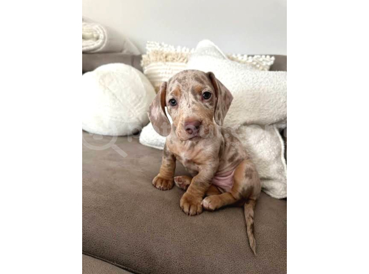 Çi̇ftli̇ği̇mi̇zden Özel Dacshund Bebekler Garanti̇