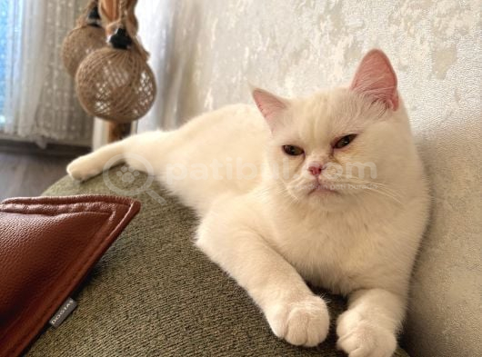 Dünyanın En Tatlı Dişi Kedisi görsel